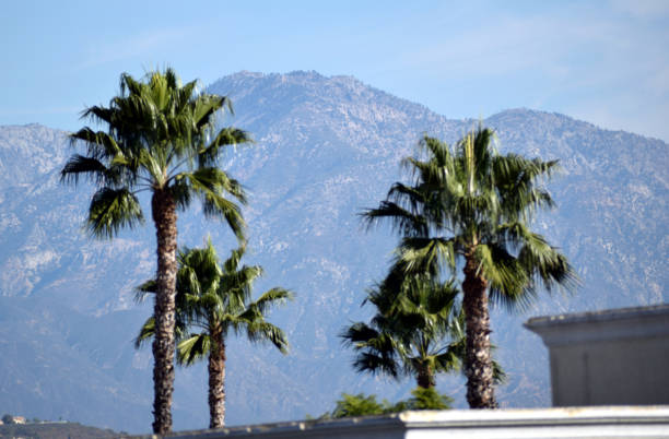 A Mountain Behind the Palm Trees stock photo