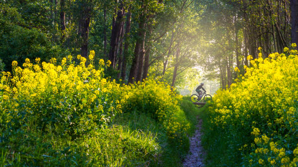 mountain biker in a forrest amidst rapeseed flowers, solo cyclist stock photo