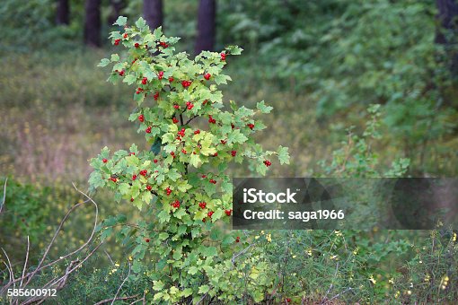 Br Bwarningb Count Parameter Must Be An - mountain currant bush