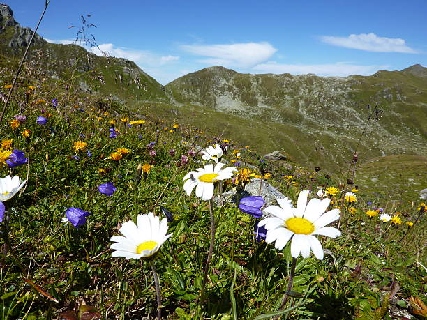 mountain flowers Mountain flowers in Austria osttirol stock pictures, royalty-free photos & images