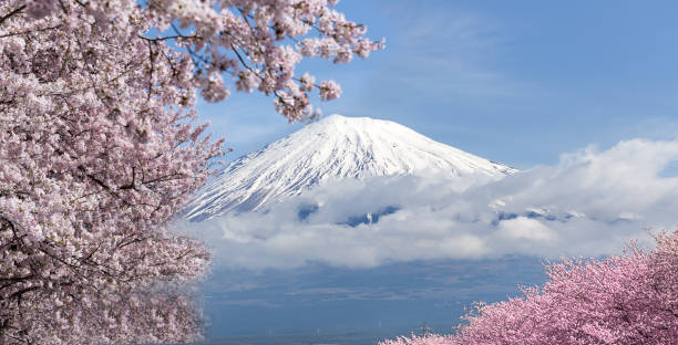Mountain fuji and cherry blossom full bloom stock photo