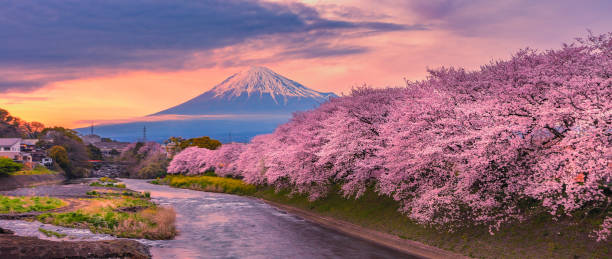 Mountain fuji in cherry blossom season during sunset. stock photo