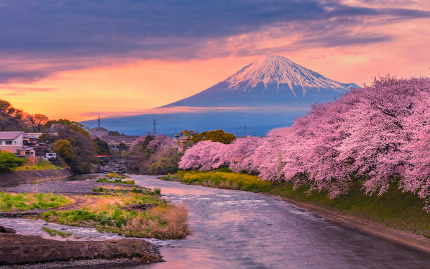 Mountain fuji in cherry blossom season during sunset. stock photo