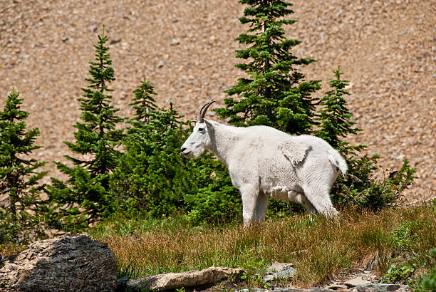 Mountain Goat Beneath a Talus Slope The Mountain Goat (Oreamnos americanus), also known as the Rocky Mountain Goat, is a large-hoofed ungulate found only in North America. A subalpine to alpine species, it is a sure-footed climber commonly seen on cliffs and in meadows. This goat was photographed strolling through an alpine meadow near Logan Pass in Glacier National Park, Montana, USA. jeff goulden mountain goat stock pictures, royalty-free photos & images