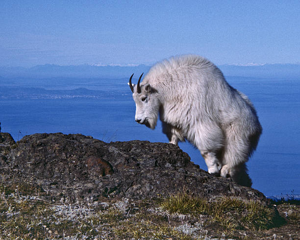 Mountain Goat Climbing on a Rock The Mountain Goat (Oreamnos americanus), also known as the Rocky Mountain Goat, is a large-hoofed ungulate found only in North America. A subalpine to alpine species, it is a sure-footed climber commonly seen on cliffs and in meadows. The species is not native to the Olympic Penninsula where they were introduced during the early 20th century. This goat was photographed on Klahane Ridge in Olympic National Park, Washington State, USA. jeff goulden olympic national park stock pictures, royalty-free photos & images