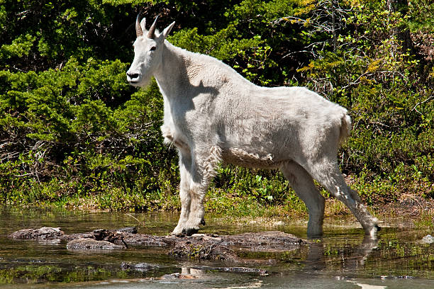 Mountain Goat Crossing a Creek The Mountain Goat (Oreamnos americanus), also known as the Rocky Mountain Goat, is a large-hoofed ungulate found only in North America. A subalpine to alpine species, it is a sure-footed climber commonly seen on cliffs and in meadows. This mountain goat was photographed at Blue Lake in the Okanogan National Forest, Washington State, USA. jeff goulden mountain goat stock pictures, royalty-free photos & images