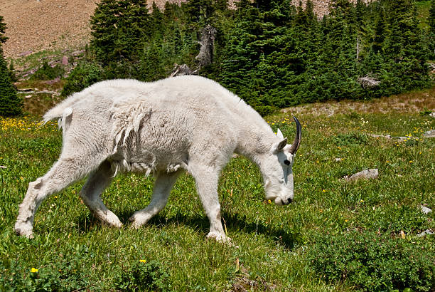 Mountain Goat Grazing in an Alpine Meadow The Mountain Goat (Oreamnos americanus), also known as the Rocky Mountain Goat, is a large-hoofed ungulate found only in North America. A subalpine to alpine species, it is a sure-footed climber commonly seen on cliffs and in meadows. This goat was photographed strolling through an alpine meadow near Logan Pass in Glacier National Park, Montana, USA. jeff goulden glacier national park stock pictures, royalty-free photos & images
