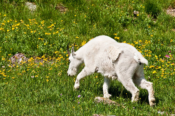 Mountain Goat Grazing in an Alpine Meadow The Mountain Goat (Oreamnos americanus), also known as the Rocky Mountain Goat, is a large-hoofed ungulate found only in North America. A subalpine to alpine species, it is a sure-footed climber commonly seen on cliffs and in meadows. This goat was photographed strolling through an alpine meadow near Logan Pass in Glacier National Park, Montana, USA. jeff goulden glacier national park stock pictures, royalty-free photos & images