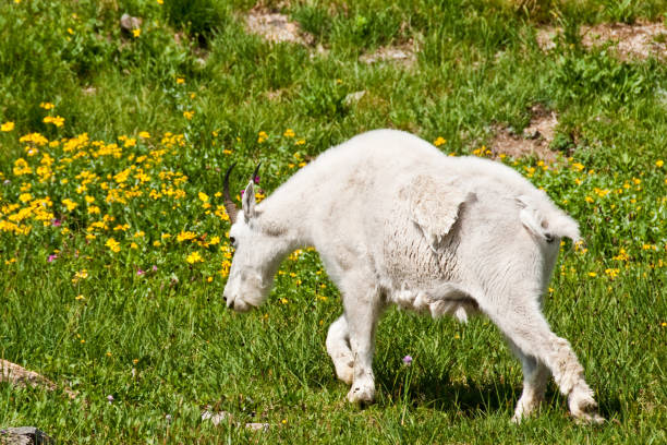 Mountain Goat Grazing in an Alpine Meadow The Mountain Goat (Oreamnos americanus), also known as the Rocky Mountain Goat, is a large-hoofed ungulate found only in North America. A subalpine to alpine species, it is a sure-footed climber commonly seen on cliffs and in meadows. This goat was photographed strolling through an alpine meadow near Logan Pass in Glacier National Park, Montana, USA. jeff goulden mountain goat stock pictures, royalty-free photos & images