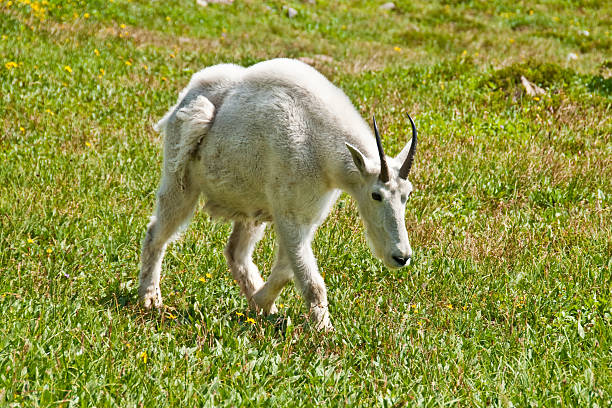 Mountain Goat in an Alpine Meadow The Mountain Goat (Oreamnos americanus), also known as the Rocky Mountain Goat, is a large-hoofed ungulate found only in North America. A subalpine to alpine species, it is a sure-footed climber commonly seen on cliffs and in meadows. This goat was photographed strolling through an alpine meadow near Logan Pass in Glacier National Park, Montana, USA. jeff goulden mountain goat stock pictures, royalty-free photos & images