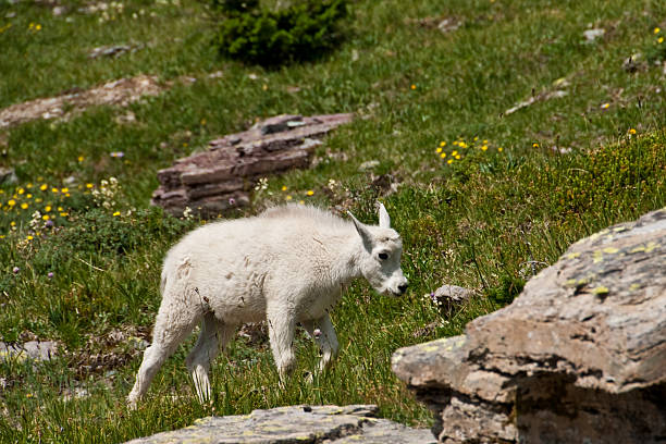 Mountain Goat Kid in an Alpine Meadow The Mountain Goat (Oreamnos americanus), also known as the Rocky Mountain Goat, is a large-hoofed ungulate found only in North America. A subalpine to alpine species, it is a sure-footed climber commonly seen on cliffs and in meadows. This kid goat was photographed strolling through an alpine meadow near Logan Pass in Glacier National Park, Montana, USA. jeff goulden glacier national park stock pictures, royalty-free photos & images