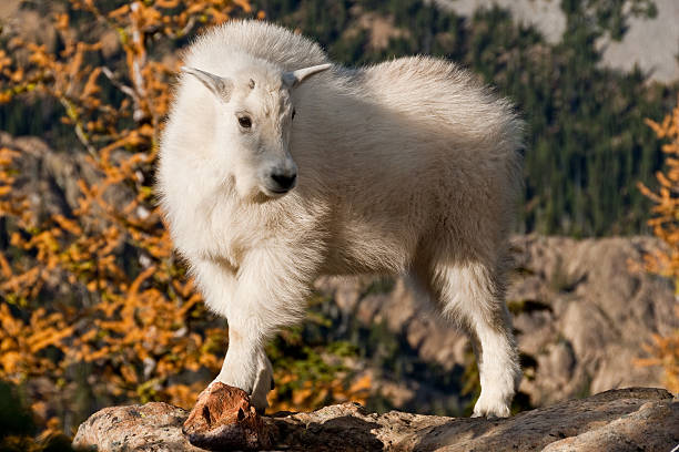 Mountain Goat Kid Standing by a Larch Tree The Mountain Goat (Oreamnos americanus), also known as the Rocky Mountain Goat, is a large-hoofed ungulate found only in North America. A subalpine to alpine species, it is a sure-footed climber commonly seen on cliffs and in meadows. This mountain goat kid was posing on top of a boulder near Ingalls Pass in the Alpine Lakes Wilderness of Washington State, USA. jeff goulden alpine lakes wilderness stock pictures, royalty-free photos & images