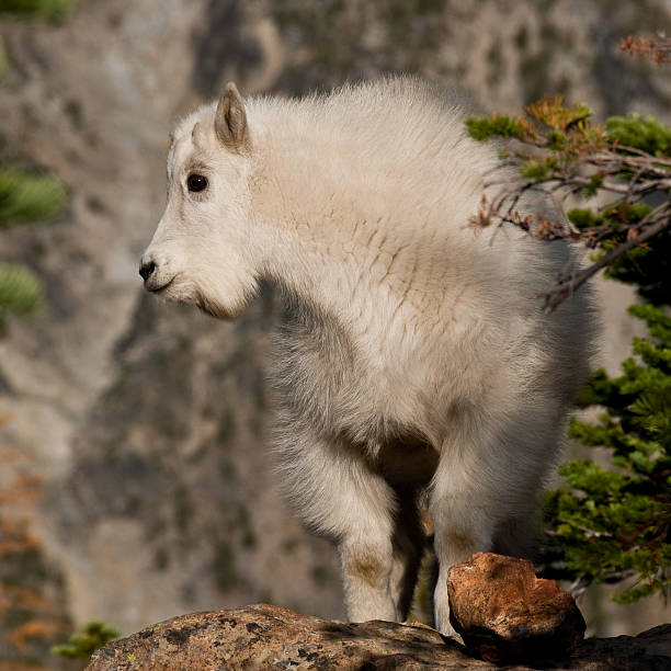 Mountain Goat Kid Standing on a Boulder The Mountain Goat (Oreamnos americanus), also known as the Rocky Mountain Goat, is a large-hoofed ungulate found only in North America. A subalpine to alpine species, it is a sure-footed climber commonly seen on cliffs and in meadows. This mountain goat kid was posing on top of a boulder near Ingalls Pass in the Alpine Lakes Wilderness of Washington State, USA. jeff goulden mountain goat stock pictures, royalty-free photos & images
