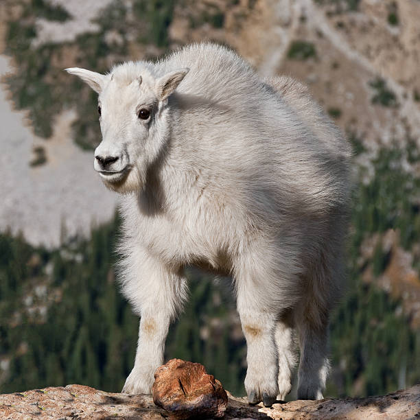 Mountain Goat Kid Standing on a Boulder The Mountain Goat (Oreamnos americanus), also known as the Rocky Mountain Goat, is a large-hoofed ungulate found only in North America. A subalpine to alpine species, it is a sure-footed climber commonly seen on cliffs and in meadows. This mountain goat kid was posing on top of a boulder near Ingalls Pass in the Alpine Lakes Wilderness of Washington State, USA. jeff goulden alpine lakes wilderness stock pictures, royalty-free photos & images