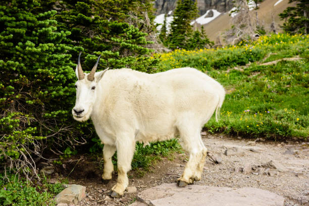 Mountain goat looking at camera stock photo