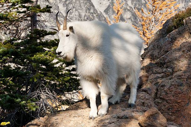 Mountain Goat Nanny The Mountain Goat (Oreamnos americanus), also known as the Rocky Mountain Goat, is a large-hoofed ungulate found only in North America. A subalpine to alpine species, it is a sure-footed climber commonly seen on cliffs and in meadows. This mountain goat was photographed near Ingalls Pass in the Alpine Lakes Wilderness of Washington State, USA. jeff goulden mountain goat stock pictures, royalty-free photos & images