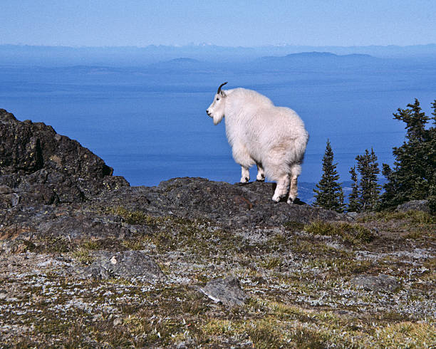 Mountain Goat on a Ridge The Mountain Goat (Oreamnos americanus), also known as the Rocky Mountain Goat, is a large-hoofed ungulate found only in North America. A subalpine to alpine species, it is a sure-footed climber commonly seen on cliffs and in meadows. The species is not native to the Olympic Penninsula where they were introduced during the early 20th century. This goat was photographed on Klahane Ridge in Olympic National Park, Washington State, USA. jeff goulden mountain goat stock pictures, royalty-free photos & images