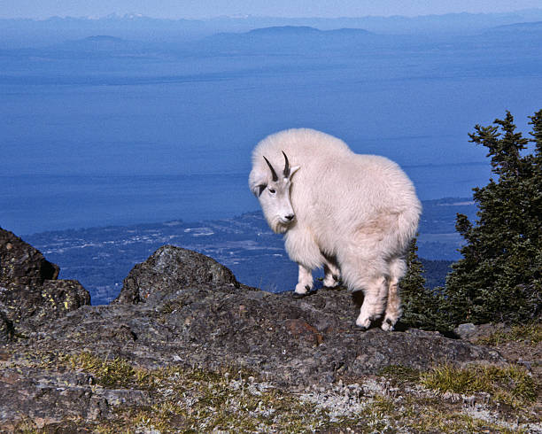 Mountain Goat on a Ridge The Mountain Goat (Oreamnos americanus), also known as the Rocky Mountain Goat, is a large-hoofed ungulate found only in North America. A subalpine to alpine species, it is a sure-footed climber commonly seen on cliffs and in meadows. The species is not native to the Olympic Penninsula where they were introduced during the early 20th century. This goat was photographed on Klahane Ridge in Olympic National Park, Washington State, USA. jeff goulden scanned film stock pictures, royalty-free photos & images
