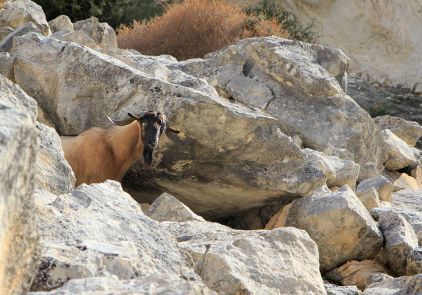 Mountain goat stock photo