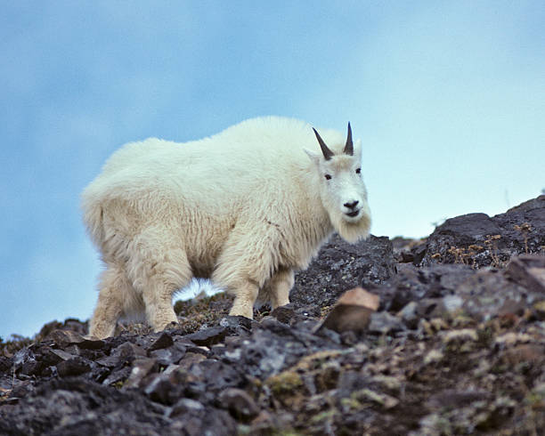 Mountain Goat The Mountain Goat (Oreamnos americanus), also known as the Rocky Mountain Goat, is a large-hoofed ungulate found only in North America. A subalpine to alpine species, it is a sure-footed climber commonly seen on cliffs and in meadows. The species is not native to the Olympic Penninsula where they were introduced during the early 20th century. This goat was photographed on Klahane Ridge in Olympic National Park, Washington State, USA. jeff goulden mountain goat stock pictures, royalty-free photos & images