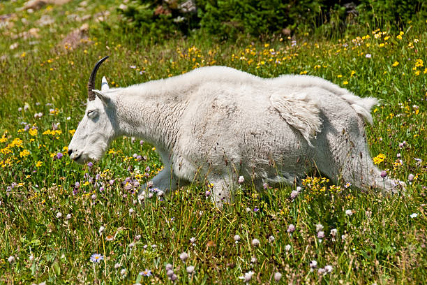 Mountain Goat Running in an Alpine Meadow The Mountain Goat (Oreamnos americanus), also known as the Rocky Mountain Goat, is a large-hoofed ungulate found only in North America. A subalpine to alpine species, it is a sure-footed climber commonly seen on cliffs and in meadows. This goat was photographed strolling through an alpine meadow near Logan Pass in Glacier National Park, Montana, USA. jeff goulden mountain goat stock pictures, royalty-free photos & images