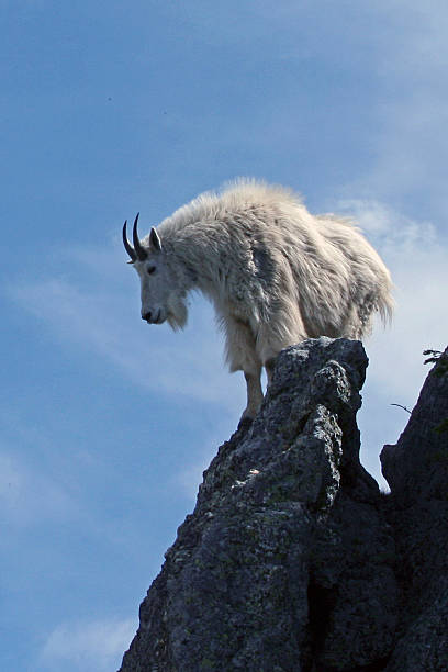 Mountain Goat surveying his domain stock photo