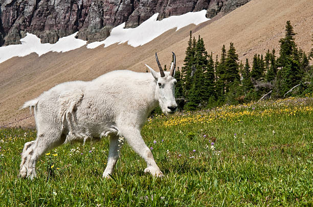 Mountain Goat Walking Beneath a Talus Slope The Mountain Goat (Oreamnos americanus), also known as the Rocky Mountain Goat, is a large-hoofed ungulate found only in North America. A subalpine to alpine species, it is a sure-footed climber commonly seen on cliffs and in meadows. This goat was photographed strolling through an alpine meadow near Logan Pass in Glacier National Park, Montana, USA. jeff goulden glacier national park stock pictures, royalty-free photos & images