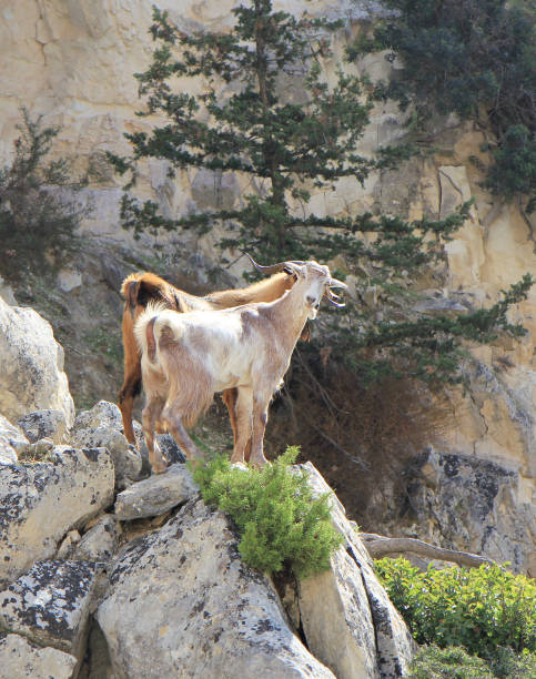 Mountain goats stock photo
