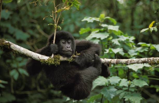 Mountain Gorilla, gorilla gorilla beringei, Young playing on Branch, Virunga Park in Rwanda stock photo