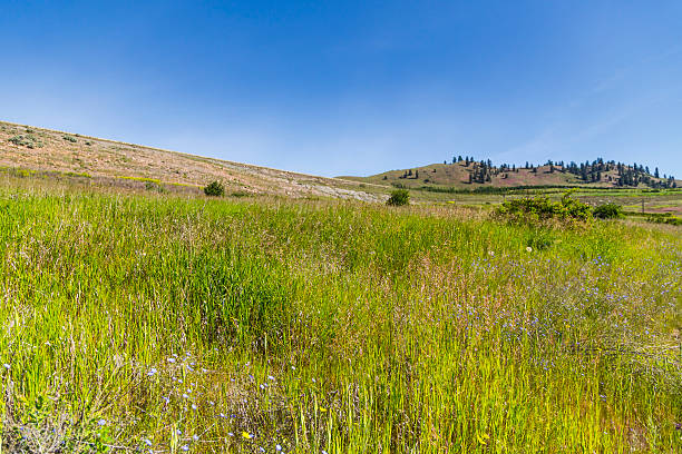 Mountain Grasslands stock photo
