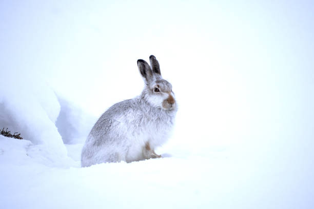 Mountain Hare stock photo