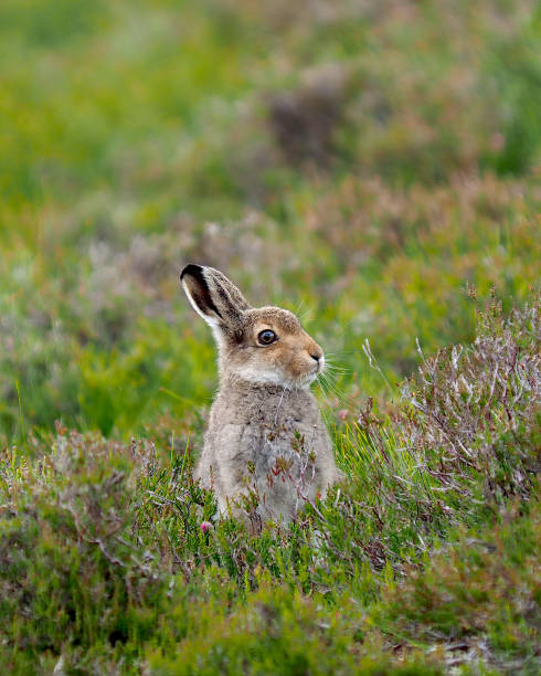 A Mountain Hare rests among Heather stock photo