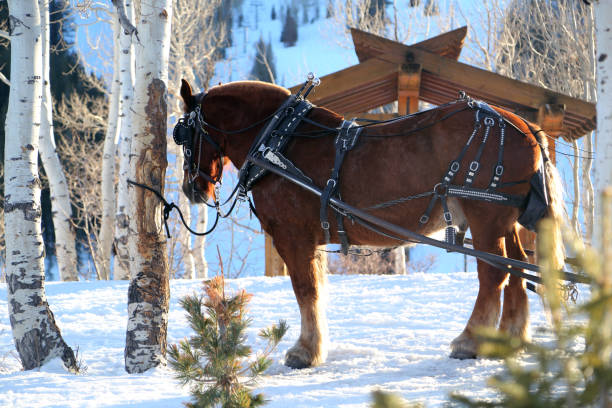 Mountain Horse stock photo