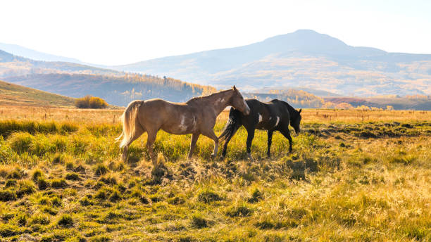 Mountain Horses - Two beautiful horses playing freely on a mountain meadow at Wilson Mesa on a bright sunny Autumn evening. Telluride, Colorado, USA. stock photo