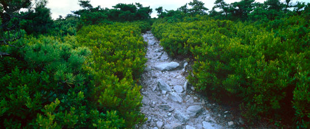 Mountain Huckleberry Path stock photo