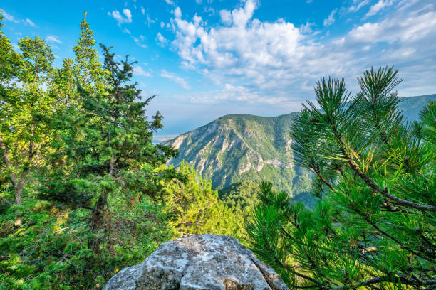 Mountain landscape. Pieria, Greece Natural landscape with pine trees and Olympus range. Pieria, Macedonia, Greece mount olympus stock pictures, royalty-free photos & images