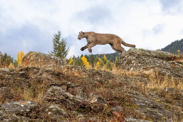 Mountain Lion Jumping in Natural Autumn Setting Captive stock photo