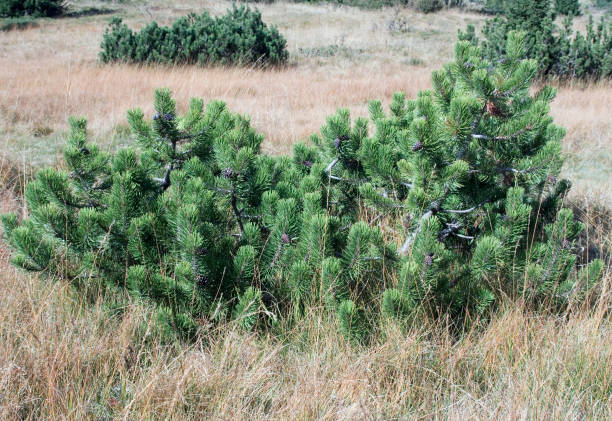 mountain pine or pinus mugo stock photo