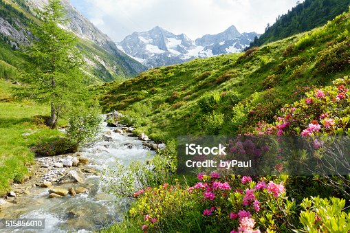 istock Mountain river with alpine roses in the Alps in spring 515856010