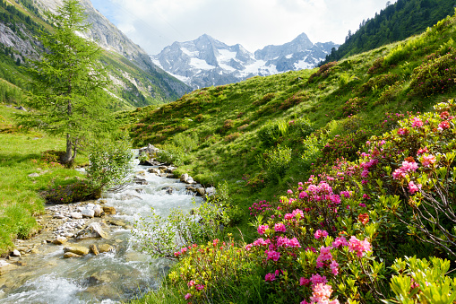 Torrent in the spring-like high mountains with alpine roses in the foreground