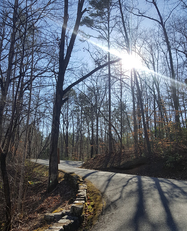 Upward view of mountain road with sunlight coming through the tree branches.