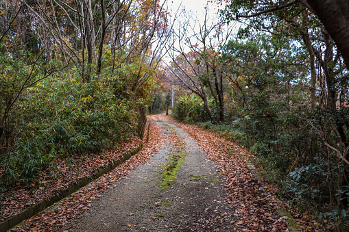Mountain road with fallen leaves