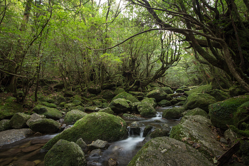Mountain stream in Moss forest, Shiratani Unsuikyo, Yakushima Island, natural World Heritage Site in Japan