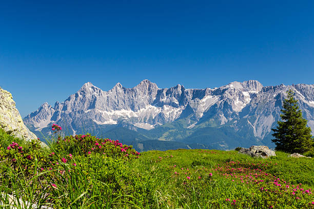 Mountain Summer Alpine roses flower in front a the majestic mountain range of the Dachstein dachstein mountains stock pictures, royalty-free photos & images