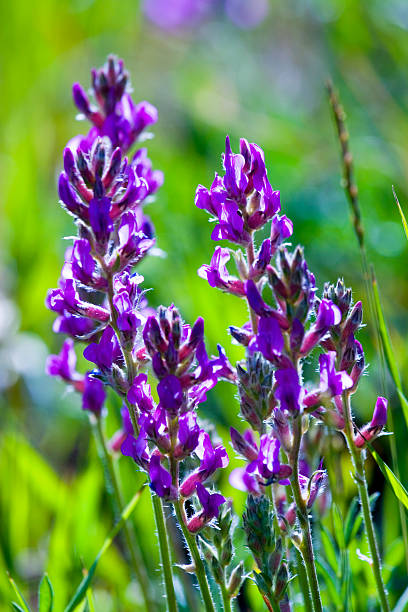 Mountain Wildflowers stock photo