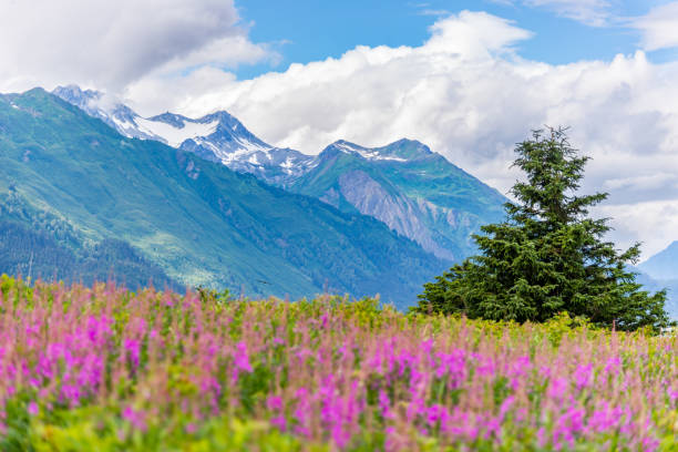 Mountain with foreground Fireweed flowers stock photo