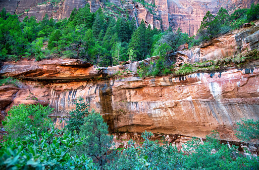 Mountains and trees of Zion National park, Utah - USA