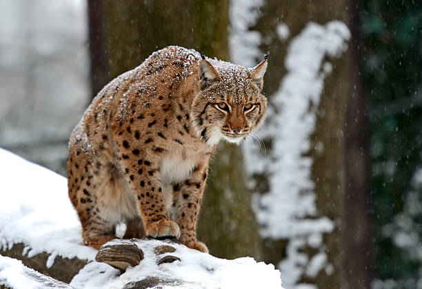Mountains Wild Lynx in the winter forestWild Lynx in the winter forestAutumn mountain landscape in the highlands in the Carpathians carpathian mountain range stock pictures, royalty-free photos & images