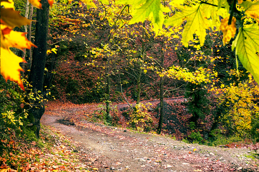 Dirt road with colorful autumn leaves in forest