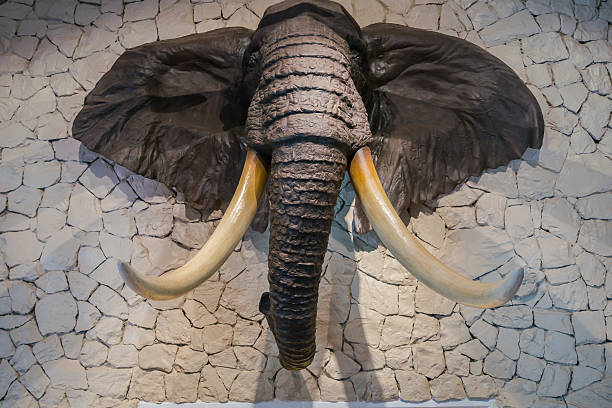 Mounted elephant head stock photo